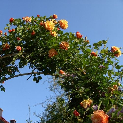 Roz piersică - Trandafir copac cu trunchi înalt - cu flori tip trandafiri englezești - coroană curgătoare